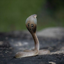 Cobra