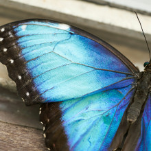Blue morpho butterfly Blue morpho butterfly