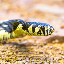 A snake