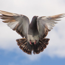 Pigeon flying.