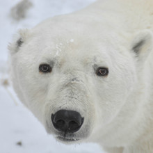 Polar bear