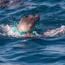 Seal in plastic.