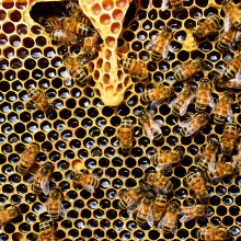 Honey bees