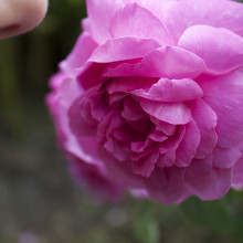 Child smelling a rose