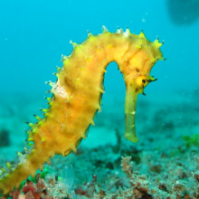 sea horse