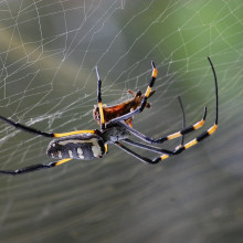 Spider on a web