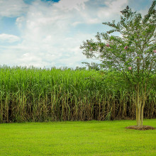 sugarcane