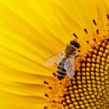 sunflower and bee