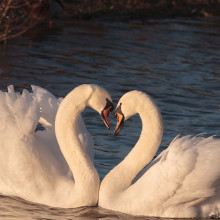 Two swans