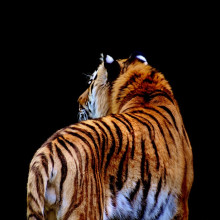 A tiger