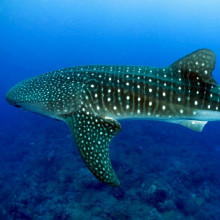 Whale shark.