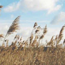 The average terrestrial wind speed has slowed down half a kilometre per hour every decade since the 1960s.