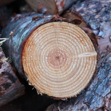 Tree rings