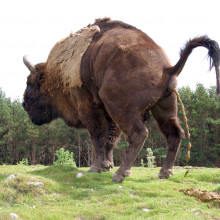 Buffalo pooing