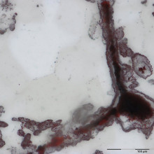 Haematite filament attached to a clump of iron in the lower right, from hydrothermal vent deposits in the Nuvvuagittuq Supracrustal Belt in Québec, Canada. These clumps of iron and filaments were microbial cells and are similar to modern microbes found 