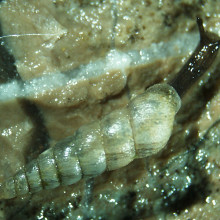 photo of balea perversa snail