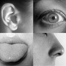Hearing, sight, taste and smell. 