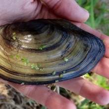 A mussel from the study