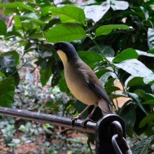 Blue Crowned laughing thrush