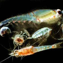 zooplankton