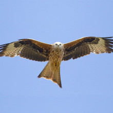 An image of a flying red kite