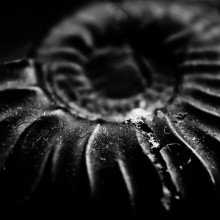 Ammonite fossil 