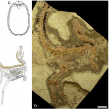 Sinosauropteryx prima Fossils and Interpretive Drawings