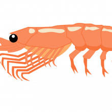 A cartoon shrimp