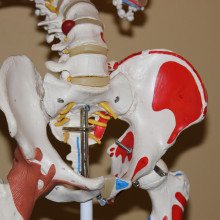 Anatomy skeleton of hip joint