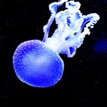 Bioluminescent jellyfish