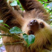 A two-toed Costa Rican sloth
