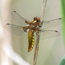 Dragonfly on leaf