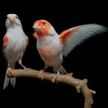 A female (left) and male (right) mosaic canary.