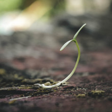 A germinating seedling