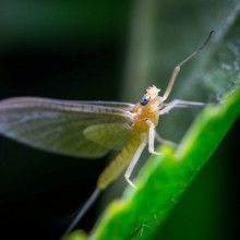 Mayfly on a leaf