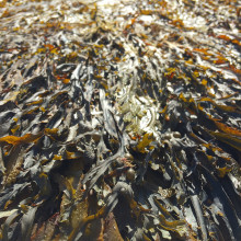 Kelp
