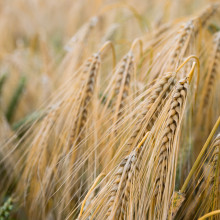 Ears of ripe barley in a field