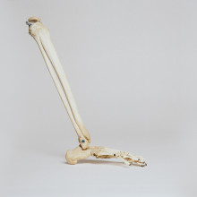 Foot skeleton