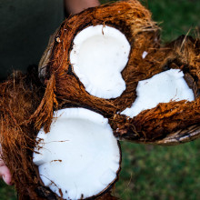 Coconut Coconut