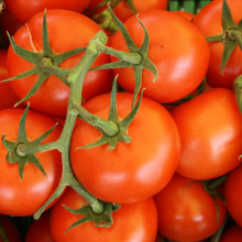 Tomatoes on the vine