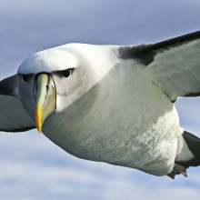 A wandering albatross in flight