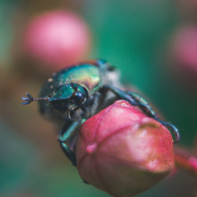 Beetle on flower