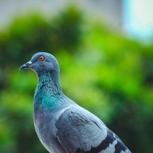 A pigeon