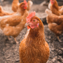 A free-range chicken on a farm