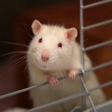 A white rat