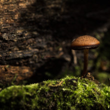 A mushroom growing on some bark.
