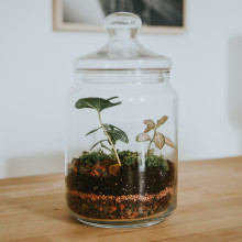 A glass jar terrarium with some dirt and plants.