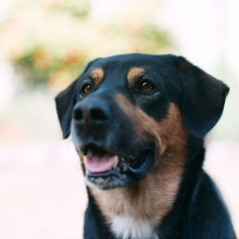 Dog A dog