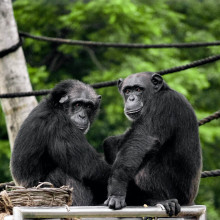 Chimpanzees