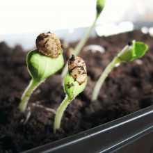 seeds germinating